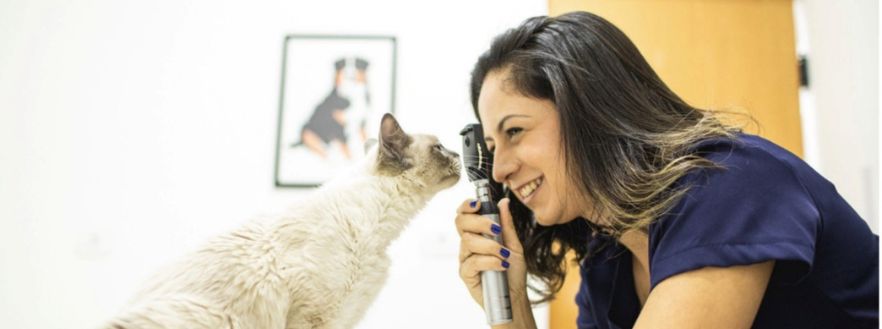 Estimação e gestão: a jornada lean da Modern Pets para ‘escalar’ o serviço veterinário