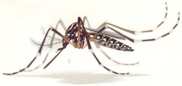 mosquito Aedes Aegypti